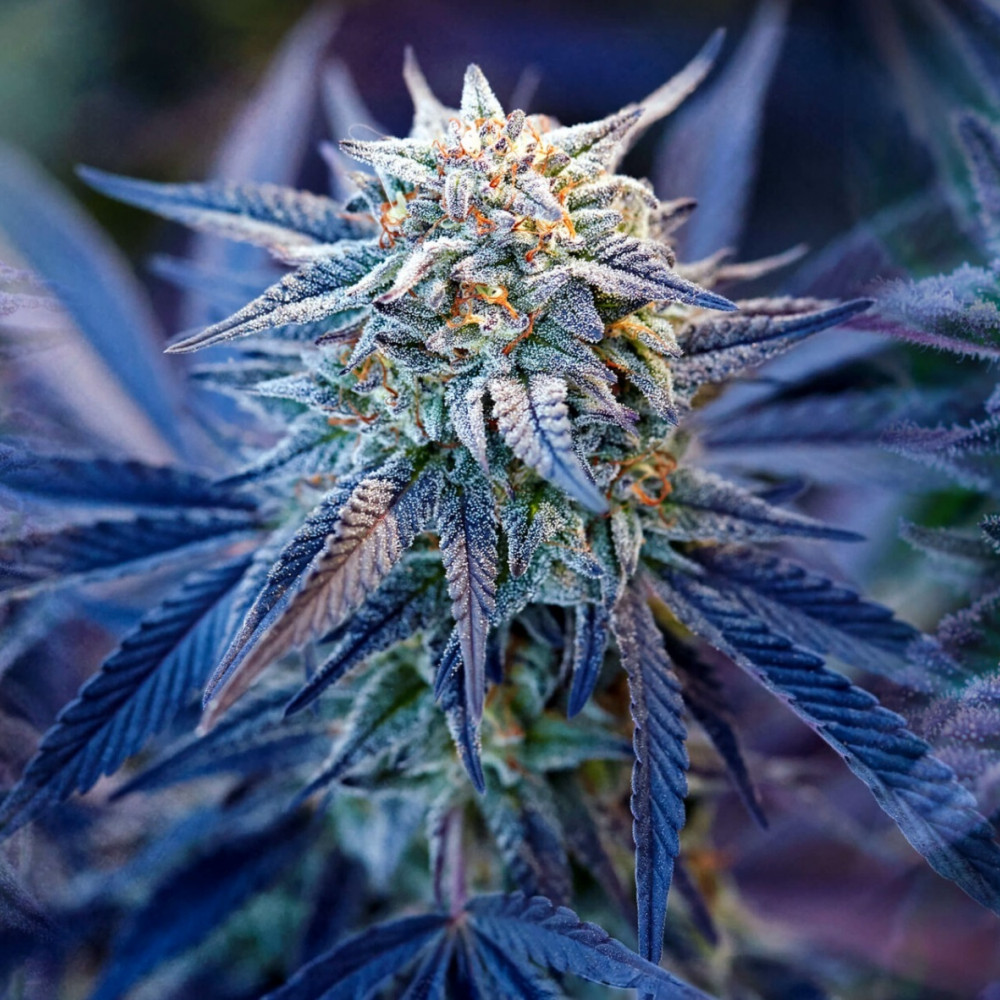 Семена конопли Auto Blueberry от Divine Seeds